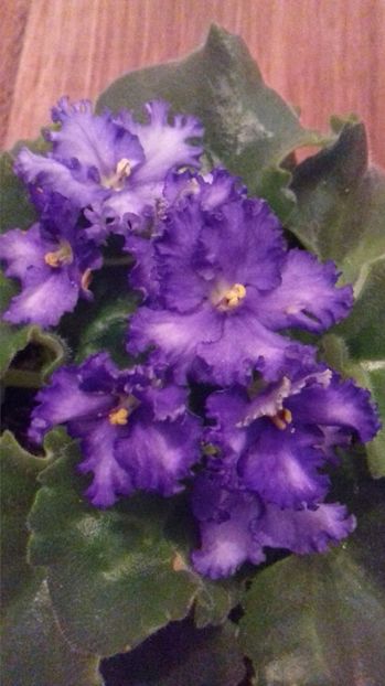  - Optimara Ever Precious