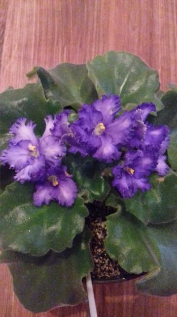  - Optimara Ever Precious