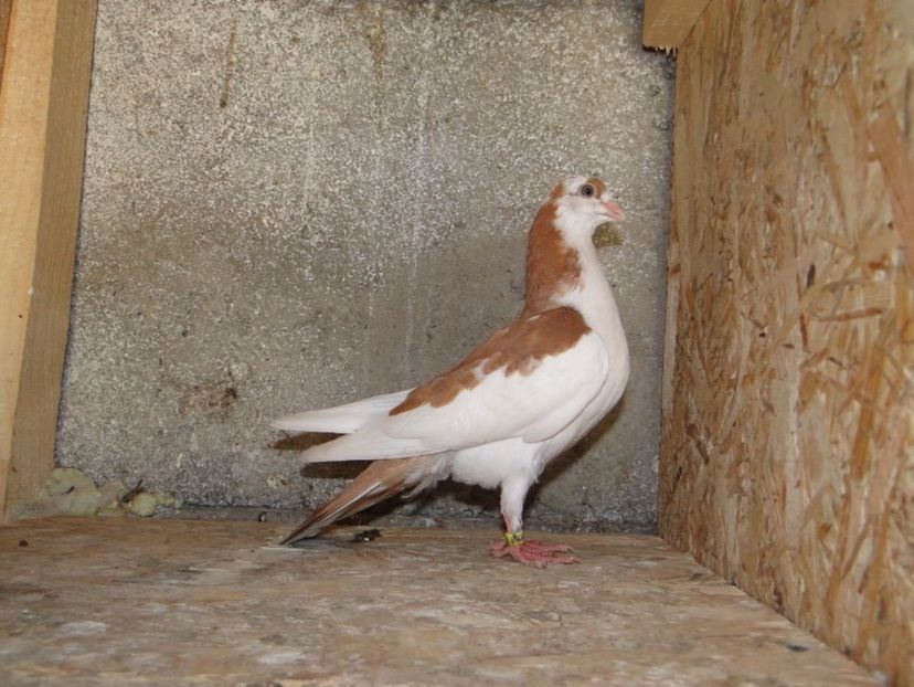  - porumbei care mi-au apartinut