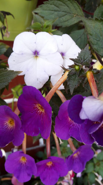  - 08 Achimenes 2017