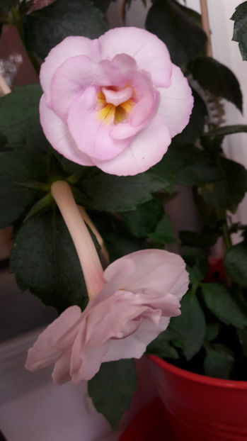  - Frumoasa necunoscuta