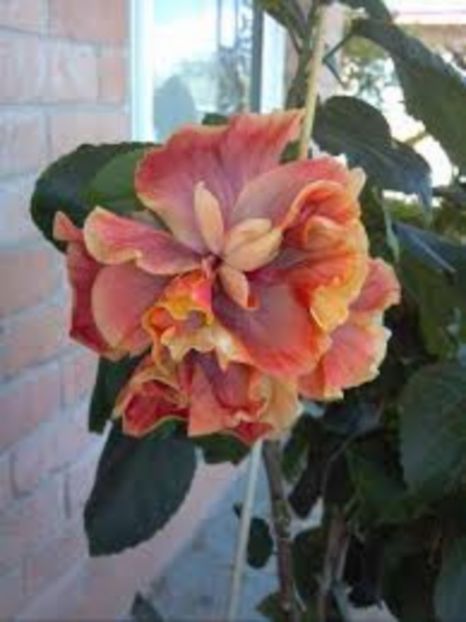 H PEACH ALLEY - provizoriu