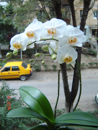 DSC03859 - Orhidee Phalaenopsis