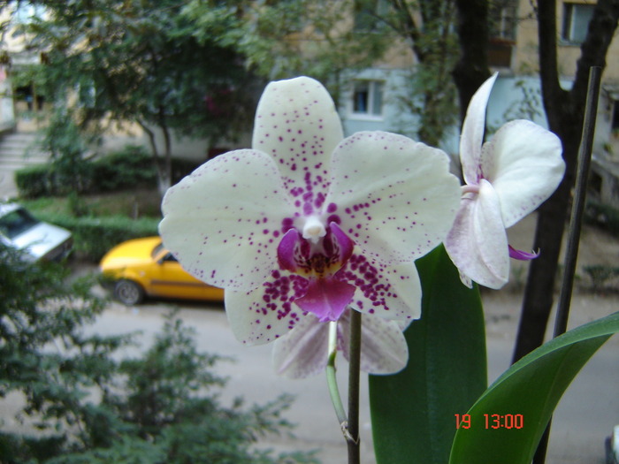 DSC03869 - Orhidee Phalaenopsis