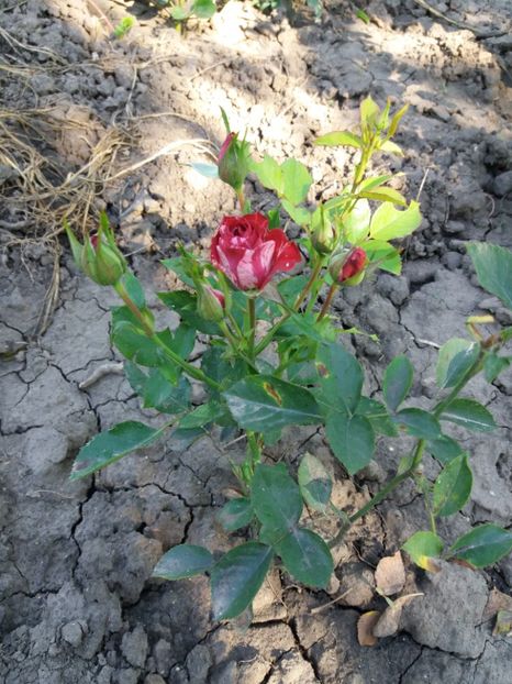  - Belle d Espenouse 1