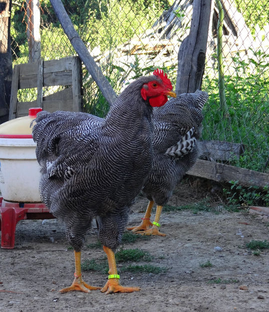  - Baieti tineret 2017