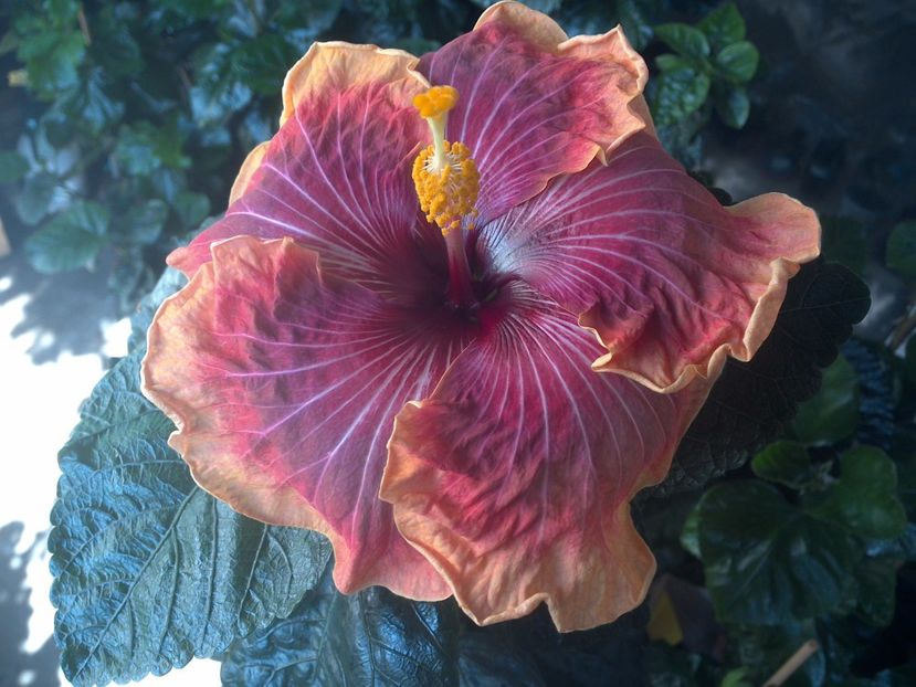 WIN_20170731_102234 - Jolanda Gommer