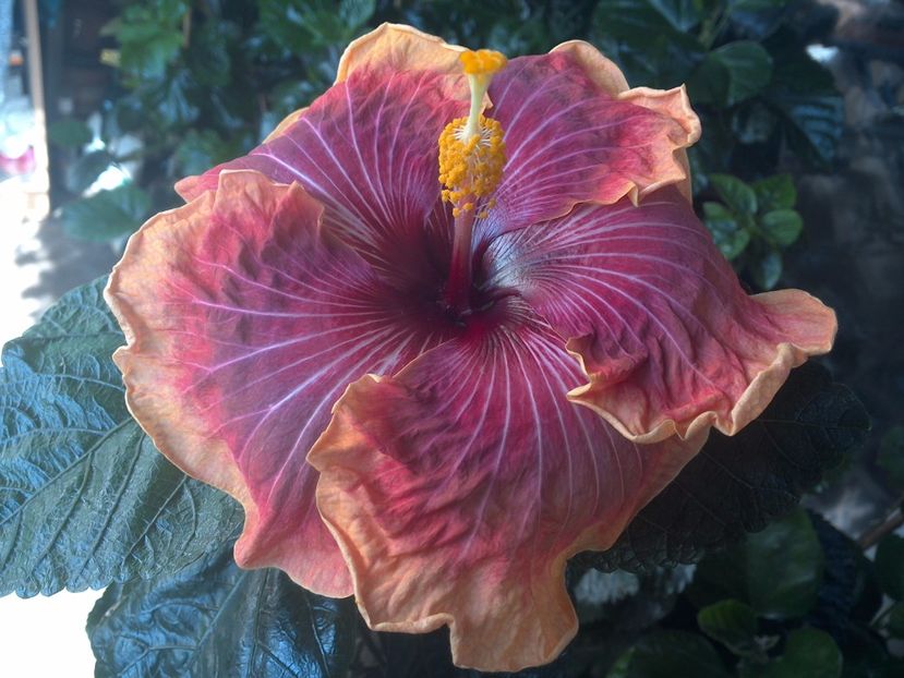 WIN_20170731_102247 - Jolanda Gommer