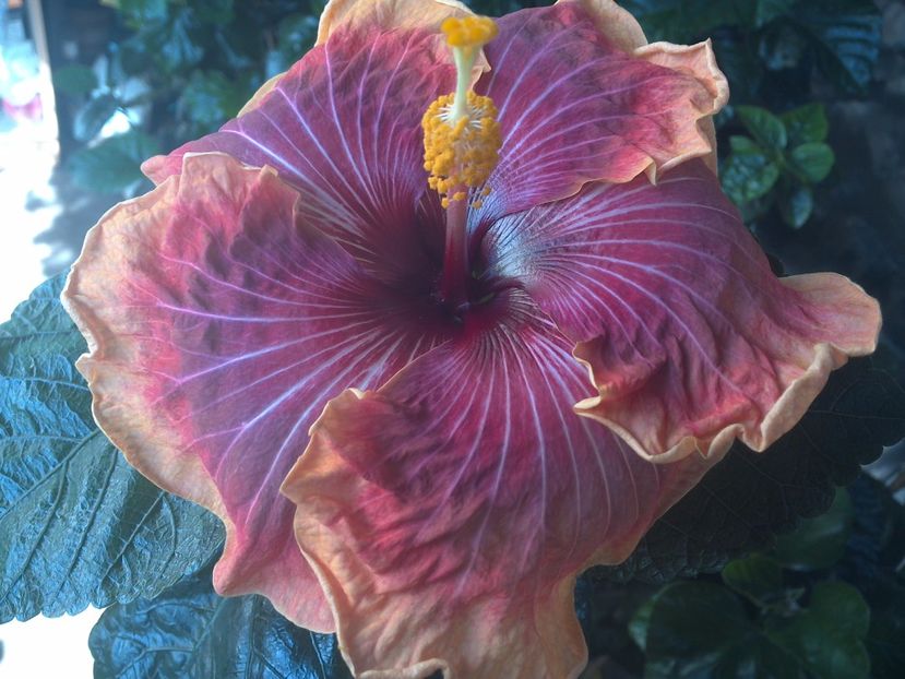 WIN_20170731_102249 - Jolanda Gommer