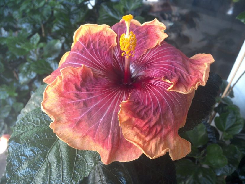 WIN_20170731_102258 - Jolanda Gommer