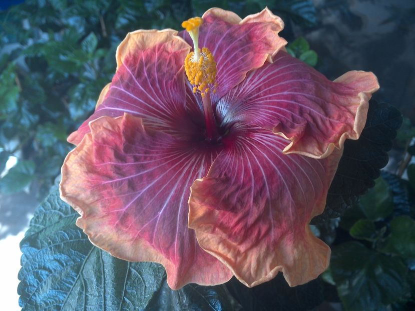 WIN_20170731_102259 - Jolanda Gommer