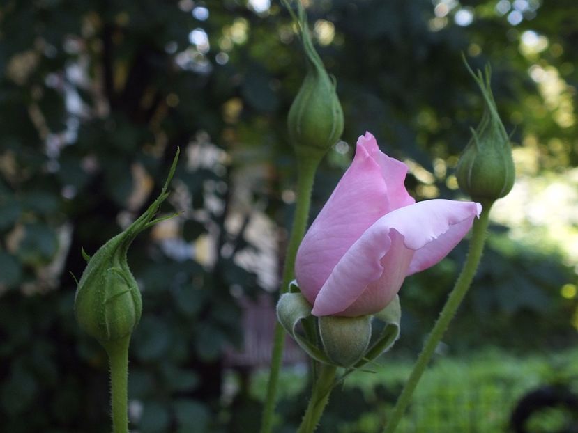  - Abbaye de Valsaintes