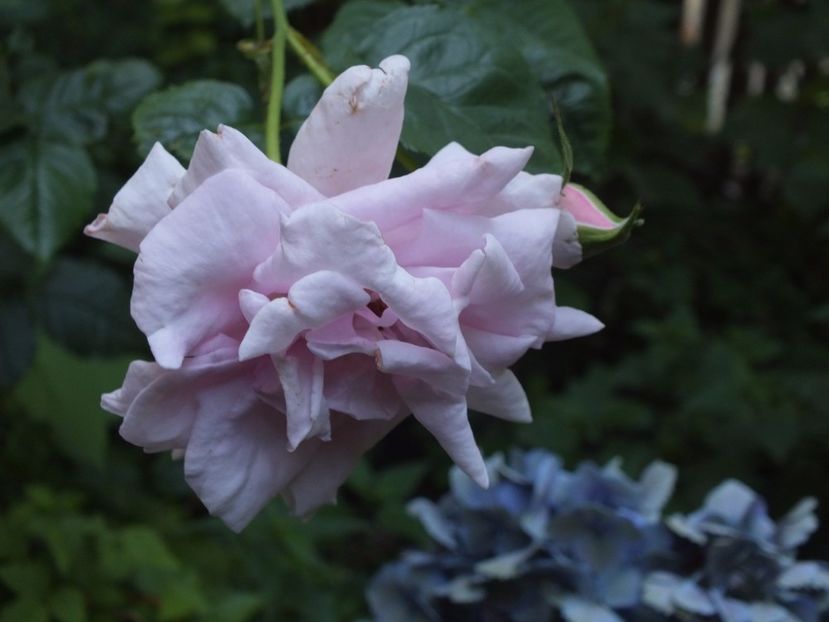 30.07.2017 - Abbaye de Valsaintes