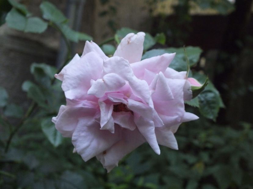  - Abbaye de Valsaintes