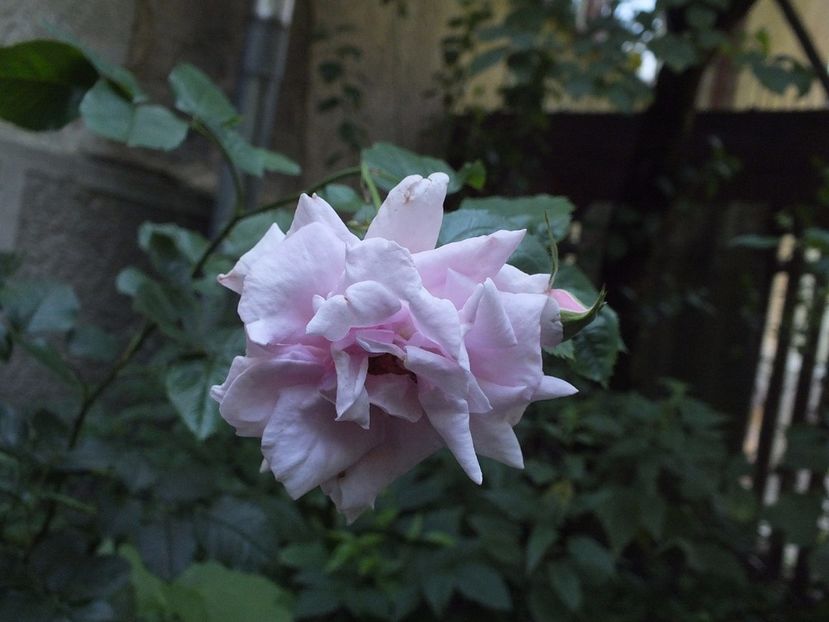  - Abbaye de Valsaintes