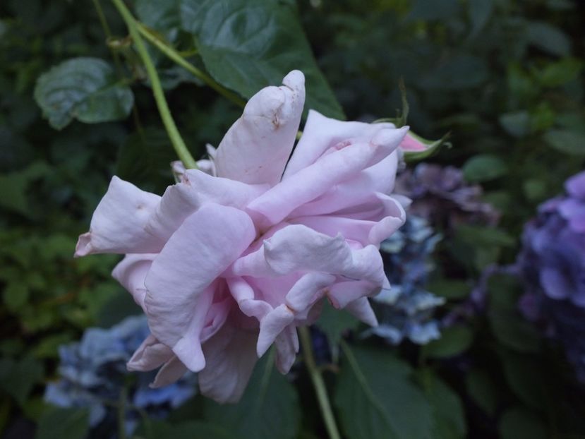  - Abbaye de Valsaintes