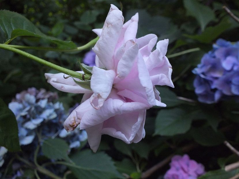  - Abbaye de Valsaintes