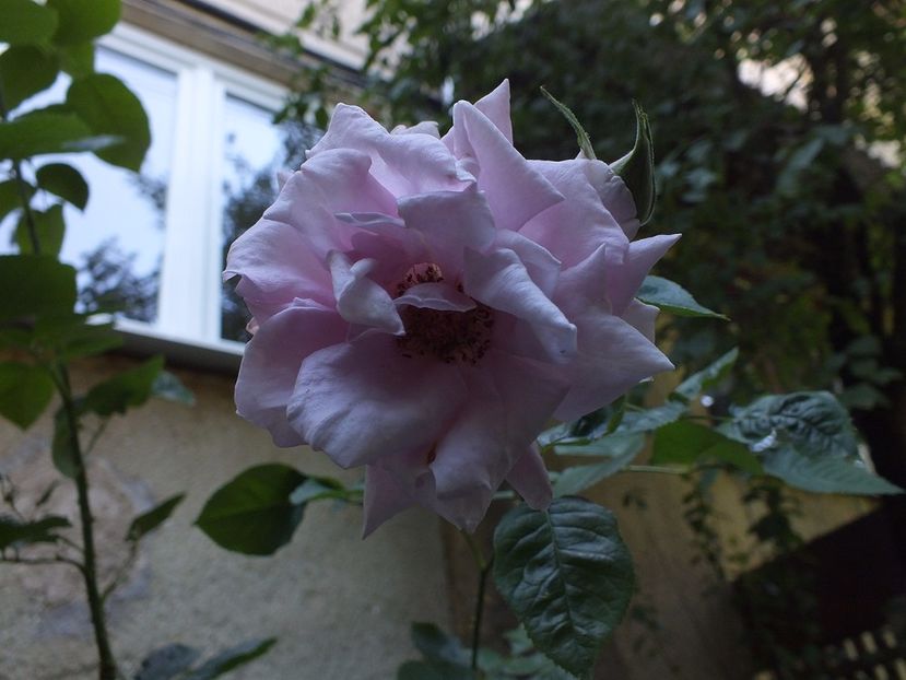  - Abbaye de Valsaintes