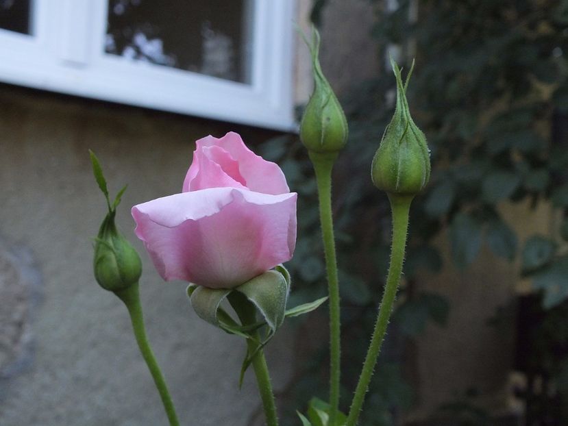 30.07.2017 - Abbaye de Valsaintes