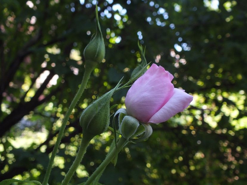  - Abbaye de Valsaintes