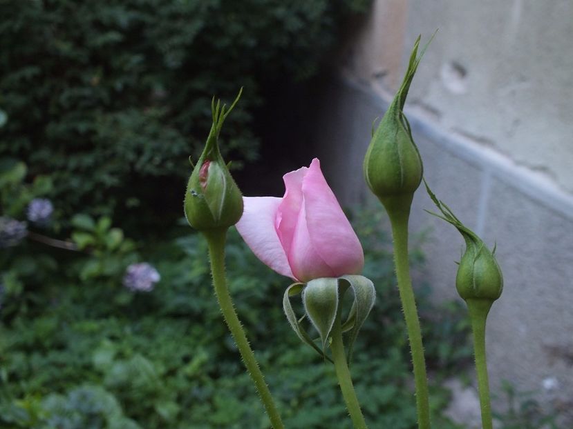  - Abbaye de Valsaintes