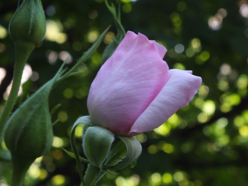 30.07.2017 - Abbaye de Valsaintes