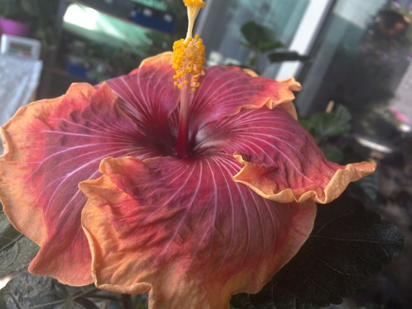 WIN_20170731_102510 - Jolanda Gommer