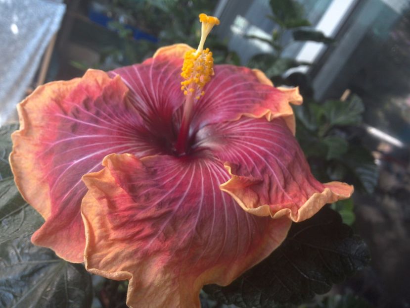 WIN_20170731_102519 - Jolanda Gommer