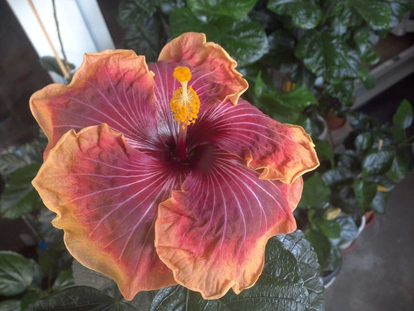 WIN_20170731_102602 - Jolanda Gommer