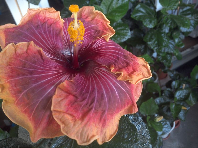 WIN_20170731_102603 - Jolanda Gommer