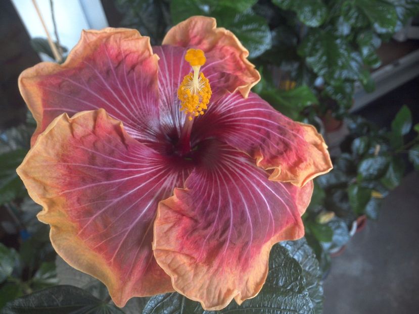 WIN_20170731_102605 - Jolanda Gommer