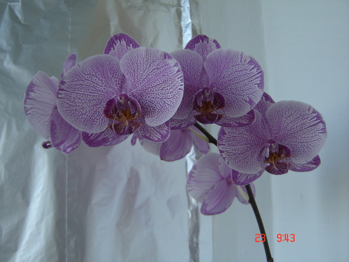 DSC03923; Frumusetea mamei
