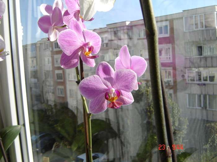 DSC03928; Tot a mamei
