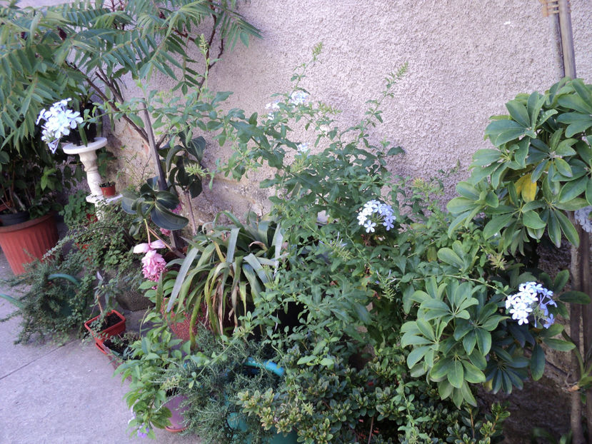 incet,incet ,apar si intarziatele...31 iul - Vara