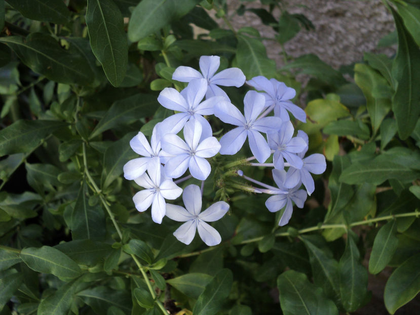 plumbago bleu - Vara