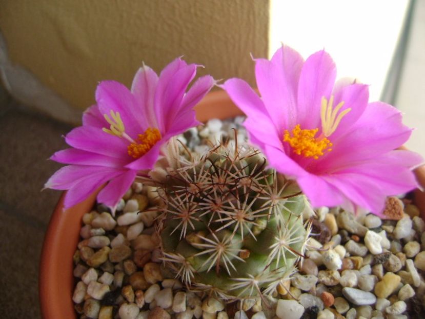 Mammillaria schumannii v. globosa - Cactusi 2017 continuare