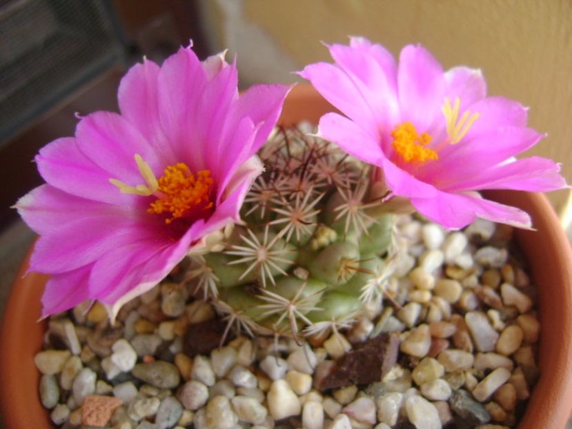 Mammillaria schumannii v. globosa - Cactusi 2017 continuare