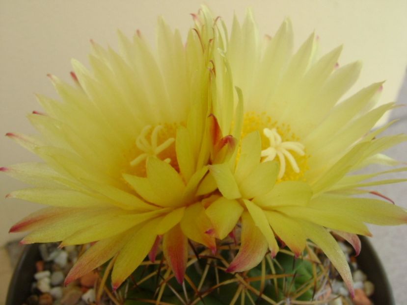 Coryphantha elephantidens ssp. sulcolanata - Cactusi 2017 continuare