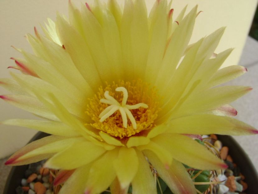 Coryphantha elephantidens ssp. sulcolanata - Cactusi 2017 continuare