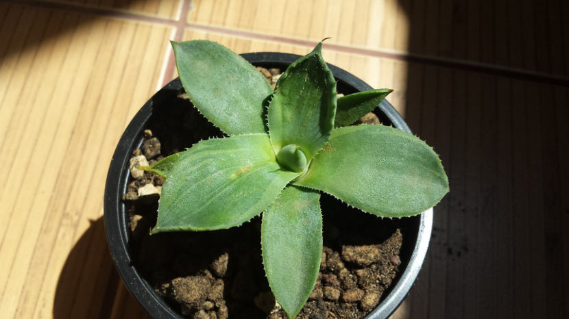 Agave Parryi v. Truncata Variegated - Agave Parryi