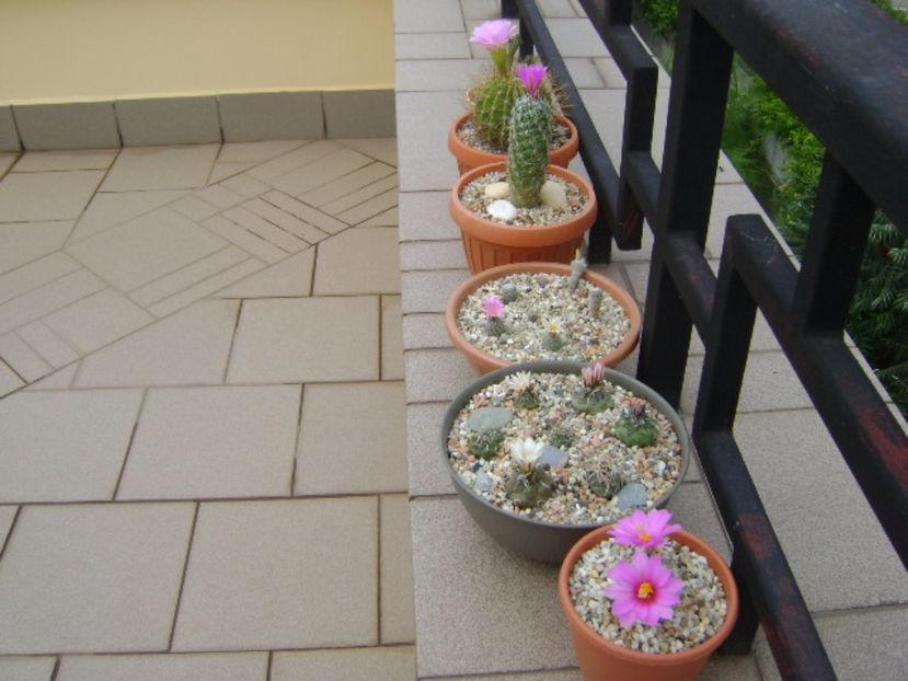 Grup de cactusi infloriti - Cactusi 2017 continuare