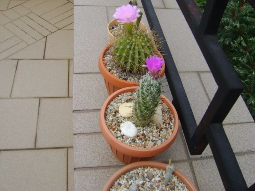 Grup de cactusi infloriti - Cactusi 2017 continuare