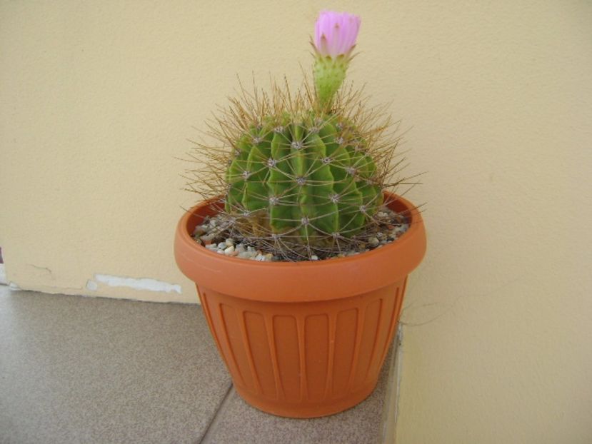 Acanthocalycium spiniflorum f. violaceum - Cactusi 2017 continuare
