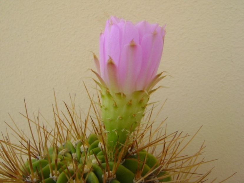 Acanthocalycium spiniflorum f. violaceum - Cactusi 2017 continuare