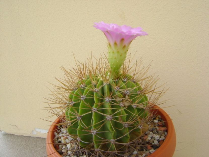Acanthocalycium spiniflorum f. violaceum - Cactusi 2017 continuare