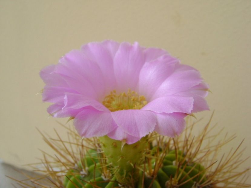 Acanthocalycium spiniflorum f. violaceum - Cactusi 2017 continuare