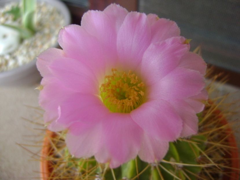 Acanthocalycium spiniflorum f. violaceum - Cactusi 2017 continuare