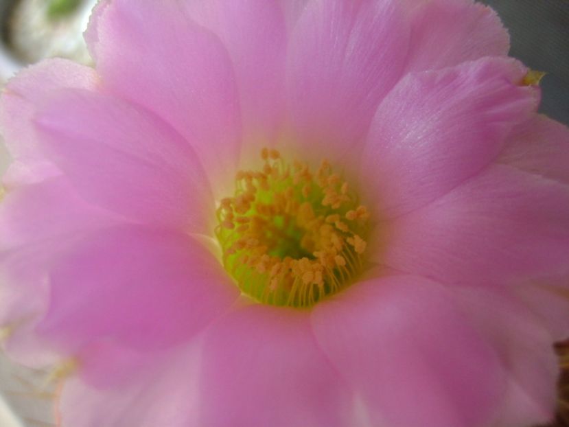 Acanthocalycium spiniflorum f. violaceum - Cactusi 2017 continuare
