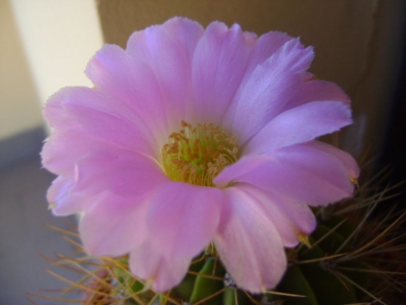 Acanthocalycium spiniflorum f. violaceum - Cactusi 2017 continuare