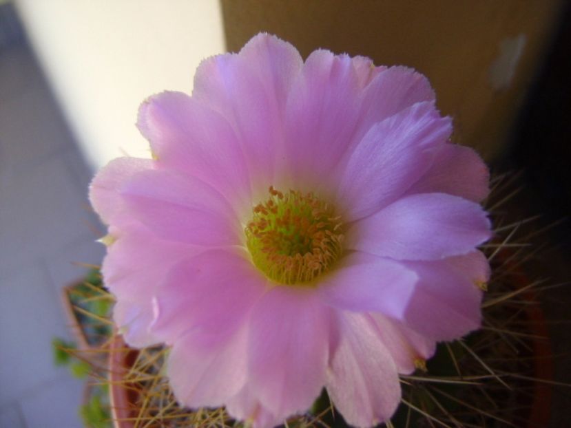 Acanthocalycium spiniflorum f. violaceum - Cactusi 2017 continuare